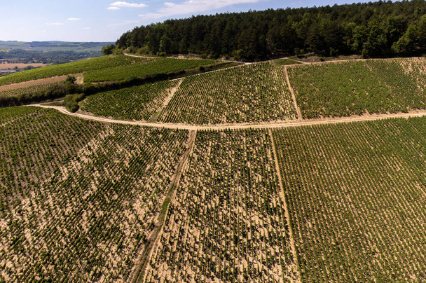 Aerial view on green Chablis Grand Cru appellation vineyards with grapes growing on limestone and marl soils, Burdundy, France - Foto, immagini