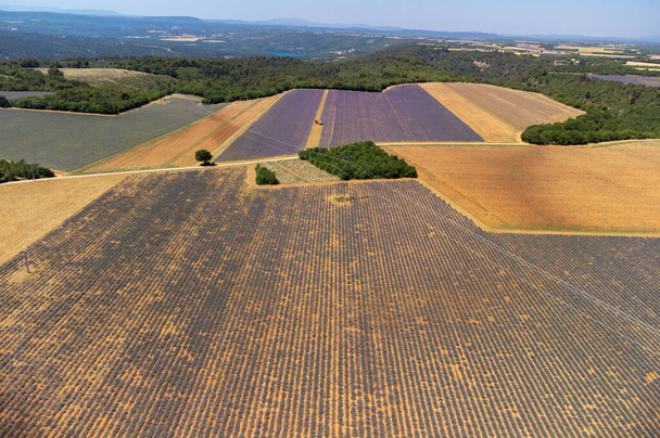 Vue aérienne sur le Plateau de Valensole avec des rangées de lavande pourpre fleurie, des champs de blé et des arbres verts, Provence, France en été - Photo, image