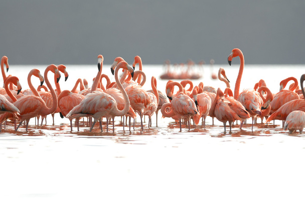 Greater flamingos - Photo, Image