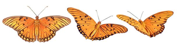 Kaunis värikäs trooppisia perhosia siivet levinnyt ja lennon eristetty valkoisella pohjalla - Valokuva, kuva