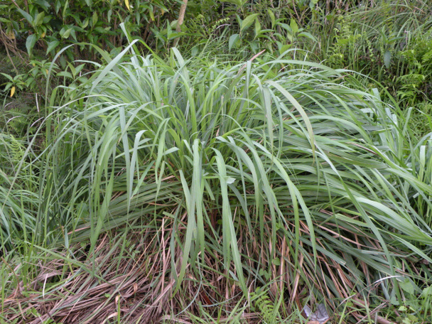 planta de erva-cidreira crescendo no jardim do chá - Foto, Imagem