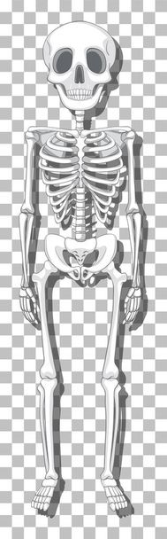 Human skeleton on grid background illustration - Διάνυσμα, εικόνα
