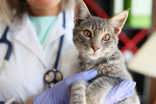 Veterinary hands holding beautiful cat in veterinary clinic. Medical care for animals. Therapeutic services for animals concept - Photo, Image