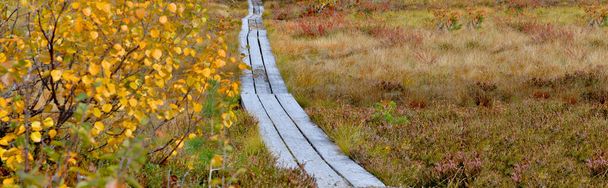 Kuzey bitkileri ve sonbahar yapraklarıyla kaplı bir çayırdan geçen tahta patika.  - Fotoğraf, Görsel