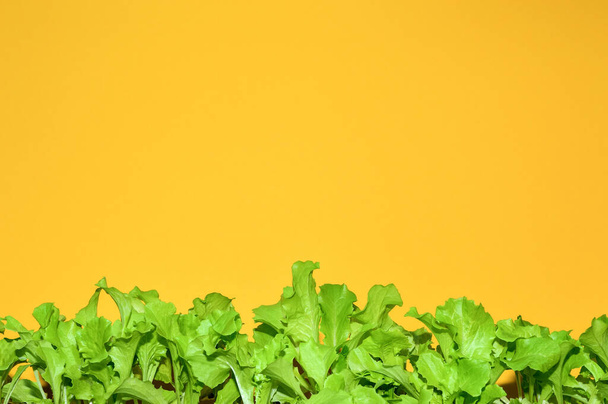 Zelený salát listy na žlutém pozadí s kopírovacím prostorem. Pěstování salátů a pěstování zeleně. - Fotografie, Obrázek