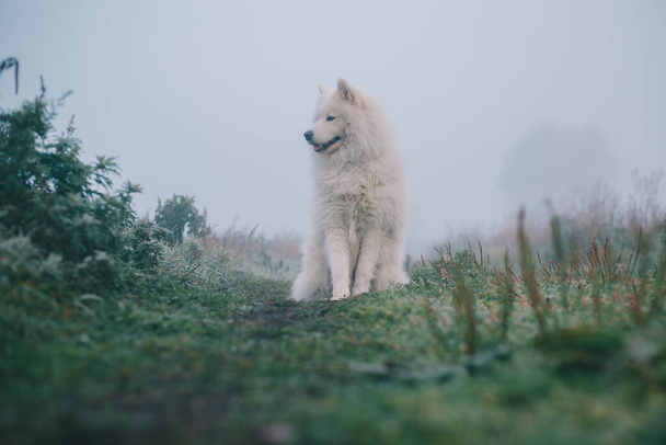 White fluffy Samoyed dog in foggy morning. - Фото, изображение