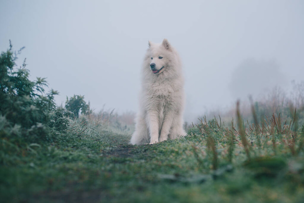 White fluffy Samoyed dog in foggy morning. - Фото, изображение