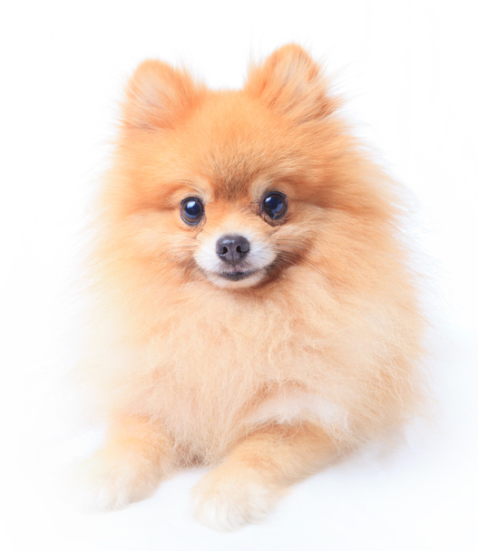 Face of pomeranian dog - Фото, зображення