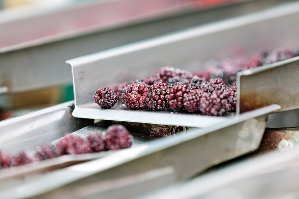 frozen raspberry processing business - Photo, Image