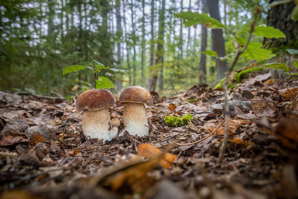 Gruppo di funghi commestibili Boletus reticulatus comunemente noto come estate cep nella foresta autunnale - Repubblica Ceca, Europa - Foto, immagini
