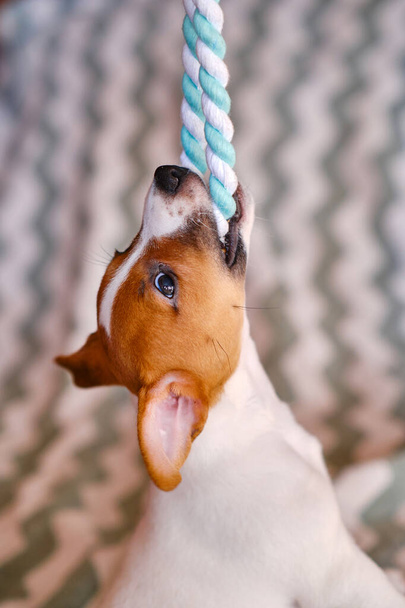 クレイジー子犬のジャック・ラッセル・テリア演奏と引っ張るカラフルなおもちゃの綿のロープ - 写真・画像