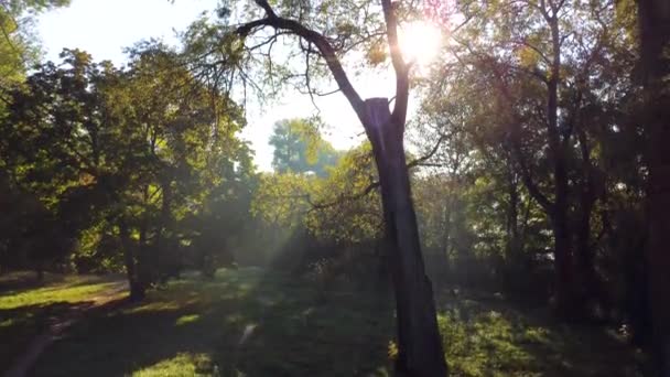 Słońce świecące w bagażniku i gałęziach starego wielkiego drzewa w parku w słoneczny letni poranek. Park leśny. Światła słońca, promienie słońca Piękne naturalne tło. Widok z lotu ptaka. Podnieść. - Materiał filmowy, wideo