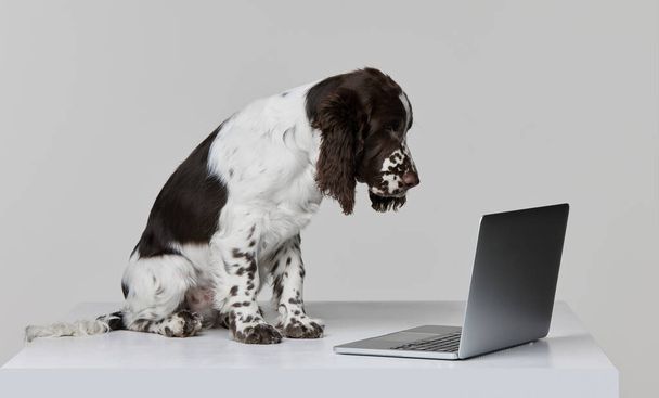 Портрет чистокровной английской собаки-спринтера, смотрящей в ноутбук на сером фоне. Современные технологии. Понятие движения, домашние животные, животная жизнь. Копирование места для рекламы - Фото, изображение