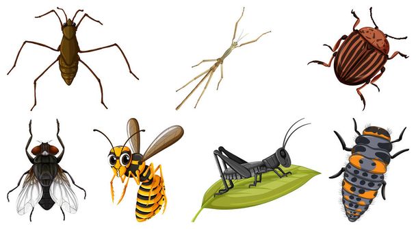 Készlet-ból különböző fajta-ból rovarok illusztráció - Vektor, kép