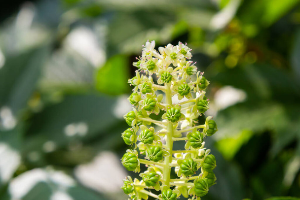 Herbal plants: Indian algae Phytolacca acinosa, which are used locally for pain relief. It has anti-asthma, antifungal, expectorant, antibacterial and laxative properties. - Photo, Image