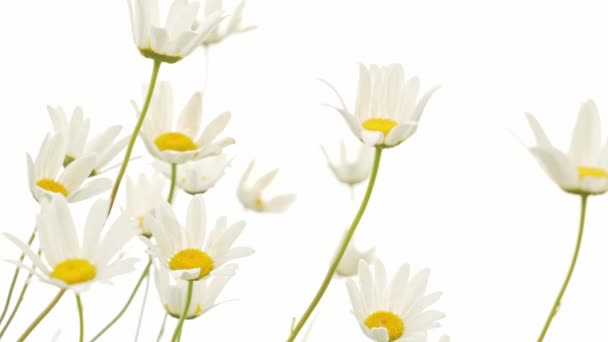 Flor de camomila isolada sobre branco - Filmagem, Vídeo