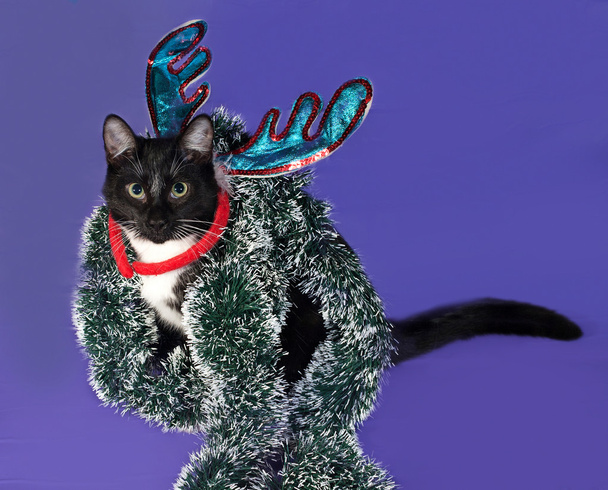 Black and white cat sitting in Christmas tinsel on blue  - Photo, image