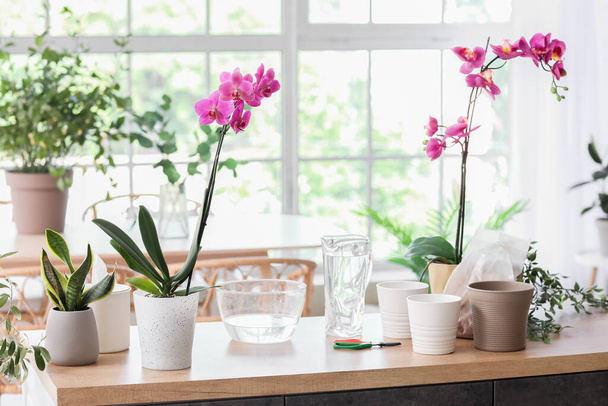 Beautiful orchid flowers and pots on table in room - Foto, Imagen