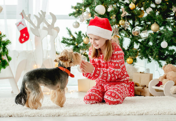 Cute child girl petting dog near Christmas tree and smiling. Kid wearing Santa hat celebrating New Year with doggy pet terrier - Foto, imagen