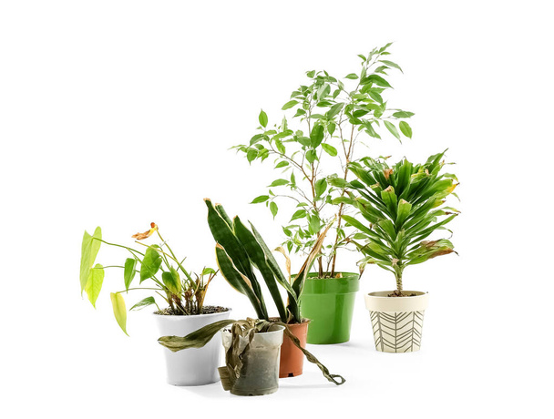 Plantas marchitas sobre fondo blanco - Foto, Imagen