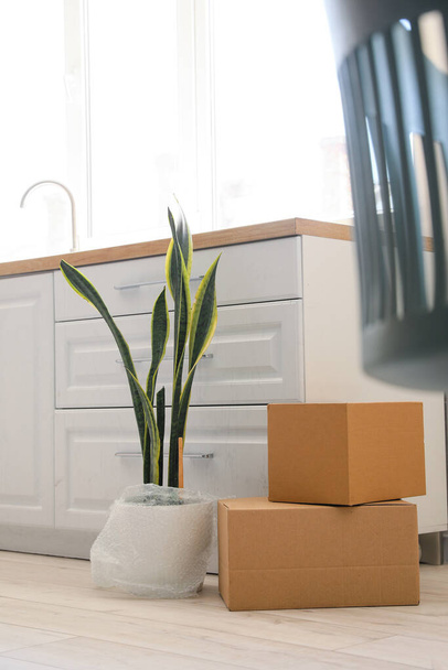 Cardboard boxes and houseplant in kitchen on moving day - Photo, Image