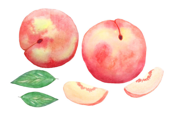 Illustration a set of whole peach fruit and slices with a leaf. Hand drawn watercolor painting on white background. Separate isolated element for design. - Photo, Image