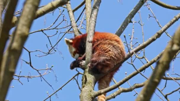 El panda rojo, Ailurus fulgens, también llamado el panda menor y el oso gato rojo sentado en un árbol. - Imágenes, Vídeo