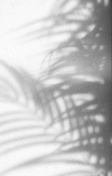 Blatt Schatten Hintergrund mit Platz für tex - Foto, Bild