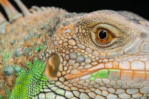 lagarto, animal, lagarto verde con fondo borroso - Foto, Imagen