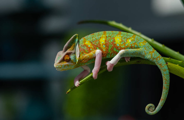 ještěrka, chameleon s rozmazaným pozadím - Fotografie, Obrázek