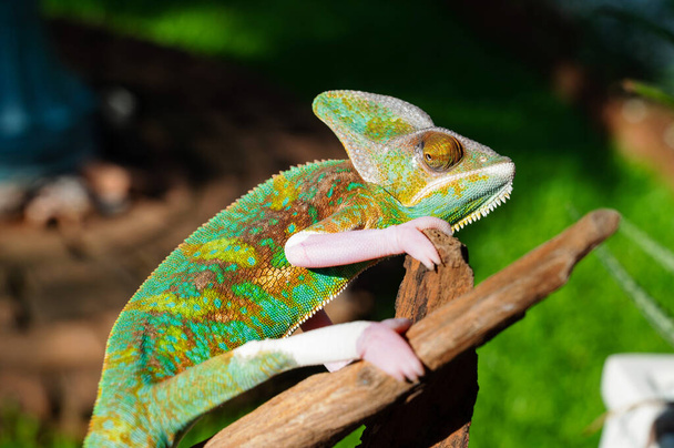 ještěrka, chameleon s rozmazaným pozadím - Fotografie, Obrázek