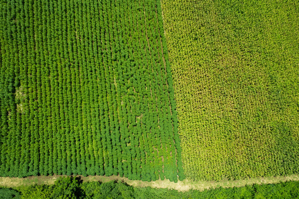 vista de ángulo alto de la granja, cultivar plantas, buen landscap - Foto, Imagen