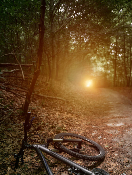 Mountain bike in the woods. Bicycle with forest background. Active outdoor lifestyle concept. - Photo, image
