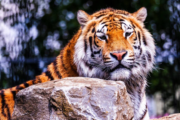 A beautiful portrait of a dangerous siberian tiger behind a rock and looking straight at the camera. The predator animal is a big cat and has an orange and white fur with black stripes. - Foto, imagen