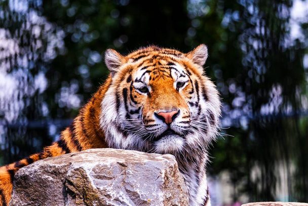 Portrét nebezpečného sibiřského tygra za skálou a hledícího přímo do kamery. Predátor zvíře je velká kočka a má oranžovou a bílou srst s černými pruhy. - Fotografie, Obrázek