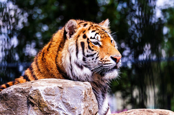 A close up portrait of a dangerous siberian tiger behind a rock and looking straight in front of itself. The predator animal is a big cat and has an orange and white fur with black stripes. - Фото, зображення