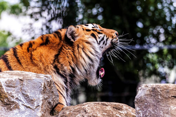 Портрет мисливського сибірського тигра. Небезпечний хижак лежить на скелі. Великий кіт дуже втомився, але виглядає як його рев
. - Фото, зображення