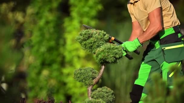 Professioneller kaukasischer Gärtner schneidet Gartenpflanzen mit Gartenschere - Filmmaterial, Video