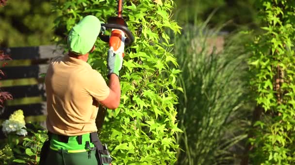 Caucasian Professional Gardener in His 40s with Electric Cordless Hedge Trimmer in Action. Trimming Decorative Tree Branches. - Video, Çekim