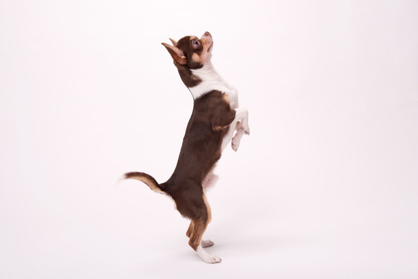 adorable Chihuahua puppy on white   background - Φωτογραφία, εικόνα