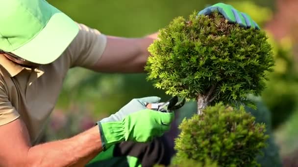 Caucasian Professional Garden Worker Trimming Decorative Tree Using Garden Shears. Wearing Eyes Safety Glasses. - Video, Çekim
