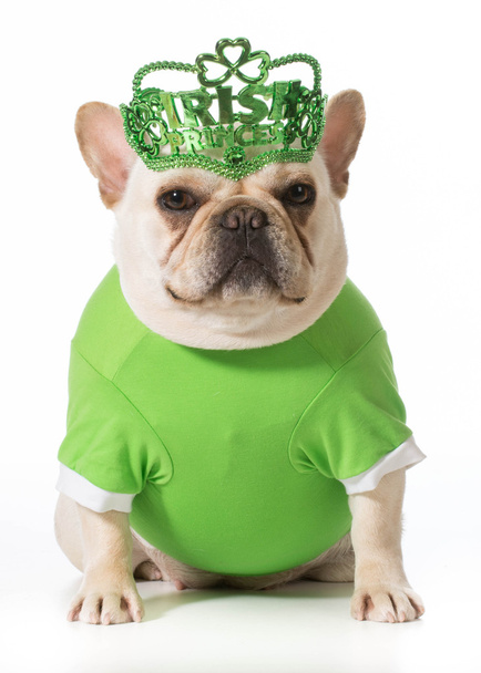 St Patricks Day dog - 写真・画像