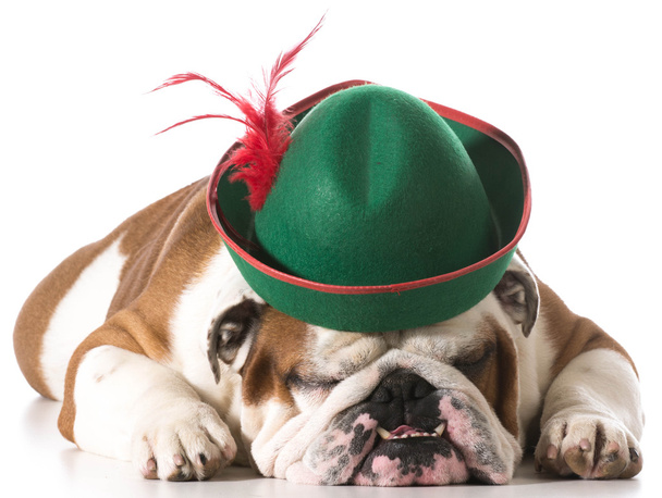 dog wearing hat - Foto, Imagen