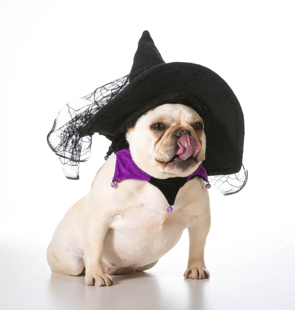 dog dressed as a witch - Фото, изображение