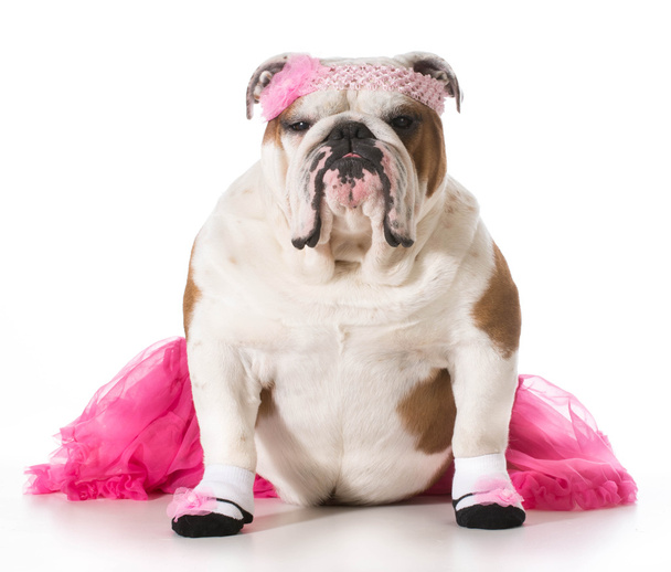 dog ballerina - Foto, imagen