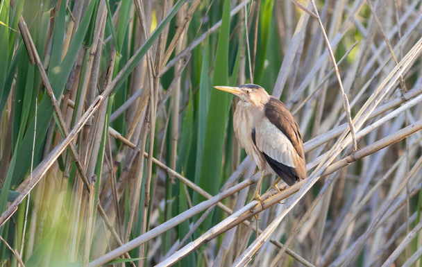 Rohrdommel, Ixobrychus minutus. Ein Vogel sitzt auf einem Schilfhalm am Fluss - Foto, Bild