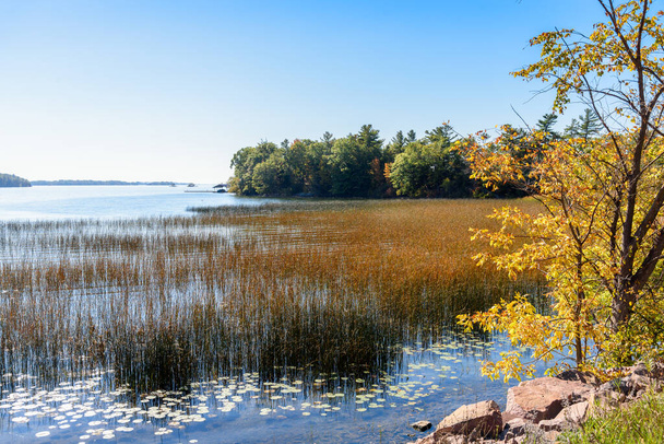 Riverside wetland op een heldere herfstmorgen. Duizend eilanden, ON, Canada. - Foto, afbeelding