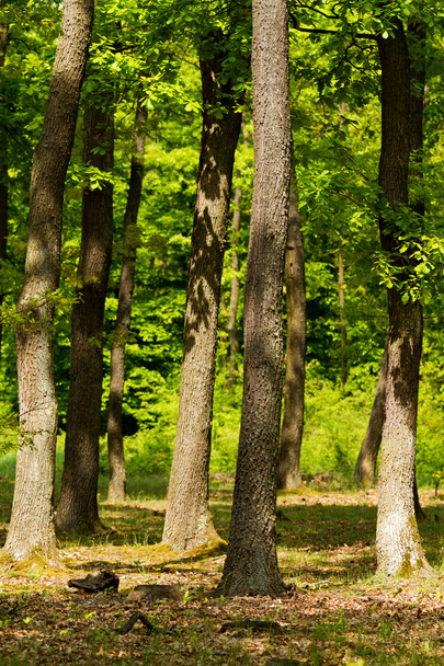 Forest - Fotoğraf, Görsel