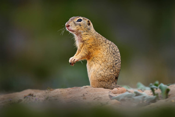 European Ground Squirrel fight, Spermophilus citellus, seduta nell'erba verde durante l'estate, dettaglio ritratto animale, Germania. Scena della fauna selvatica dalla natura. - Foto, immagini