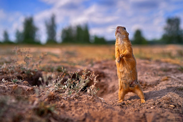 Ground Squirrel funny dance, Spermophilus citellus, standing in the dry grass during summer, wide angle habitat, Czech Republic. Wildlife scene from nature. Nesting hole.                                       - Фото, изображение